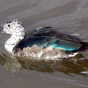 Comb Duck